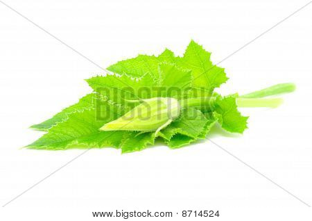 Knochenmark Blätter und bud