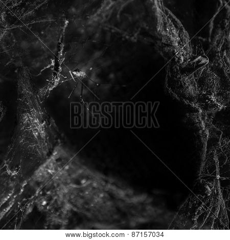 Cobweb And Spider On Black Background