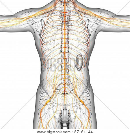 3D Render Medical Illustration Of The Nerve System
