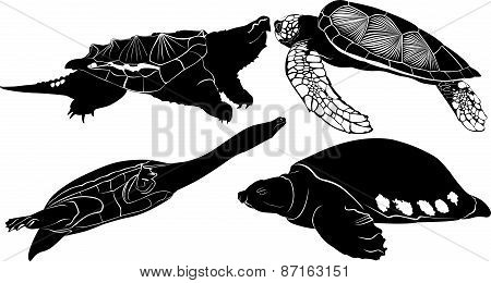 turtles
