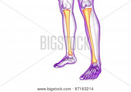 3D Render Medical Illustration Of The Tibia Bone