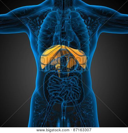 3D Render Medical Illustration Of The Diaphragm