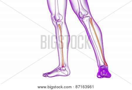 3D Rendered Illustration Of The Fibula Bone