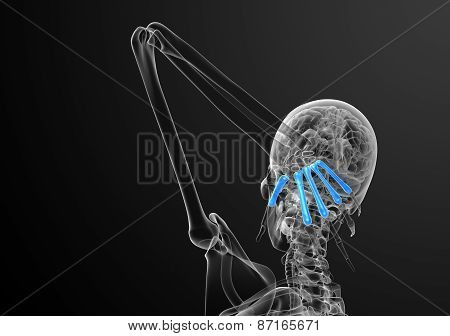 3D Render Medical Illustration Of The Metacarpal Bone