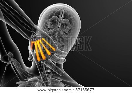 3D Render Medical Illustration Of The Metacarpal Bone