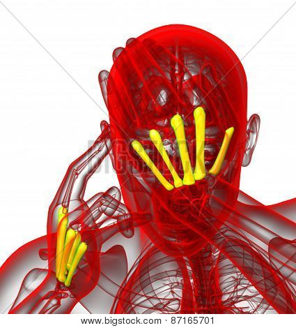 3D Render Medical Illustration Of The Metacarpal Bone