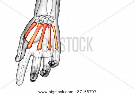 3D Render Medical Illustration Of The Metacarpal Bone