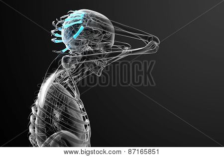 3D Render Medical Illustration Of The Metacarpal Bone