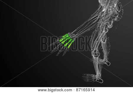 3D Render Medical Illustration Of The Metacarpal Bone
