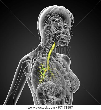 3D Medical Illustration Of The Male Bronchi