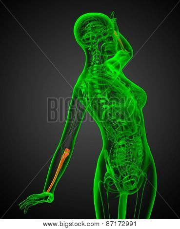 3D Render Medical Illustration Of The Ulna Bone