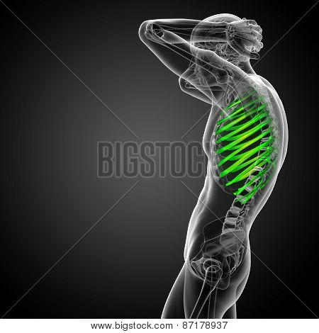 3D Render Medical Illustration Of The Ribcage