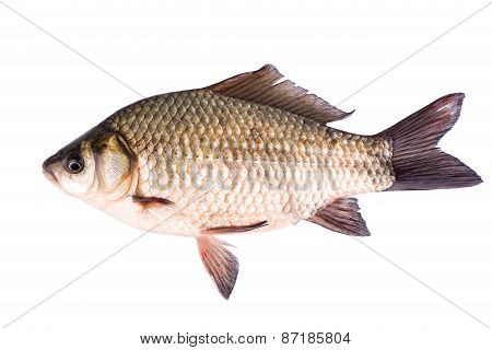 Fish Crucian