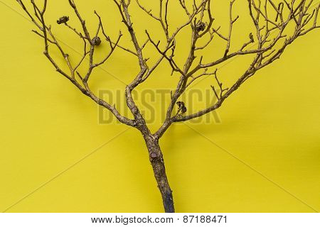 Tree On Yellow Background