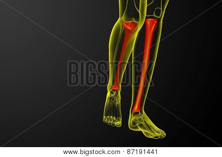 3D Render Medical Illustration Of The Tibia Bone