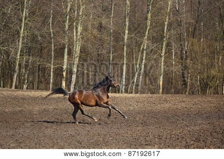 Running Horse