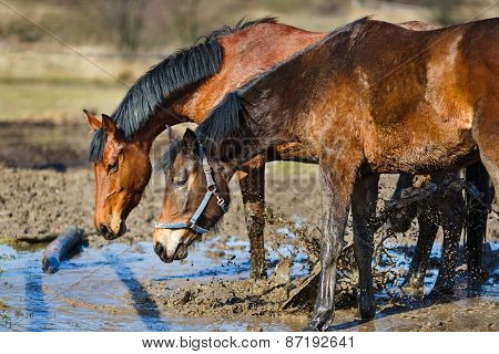 Horses In A Puddle