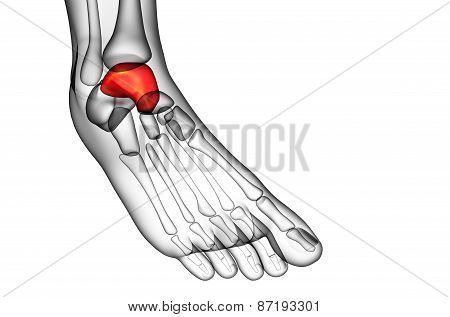 3D Render Illustration Of The Talus Bone