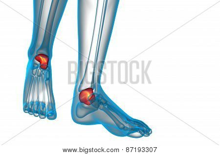 3D Render Illustration Of The Talus Bone