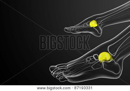 3D Render Illustration Of The Talus Bone