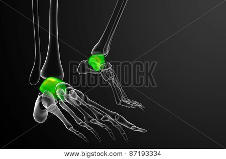 3D Render Illustration Of The Talus Bone