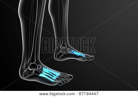 3D Render Medical Illustration Of The Metatarsal Bones