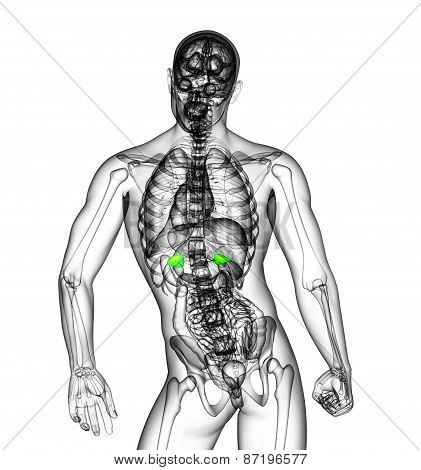 3D Medical Illustration Of The Adrenal