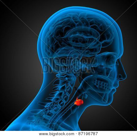 3D Render Medical Illustration Of The  Larynx