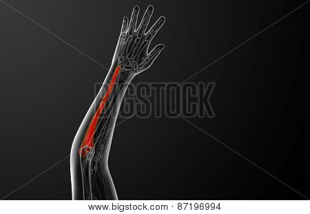 3D Render Medical Illustration Of The Ulna Bone
