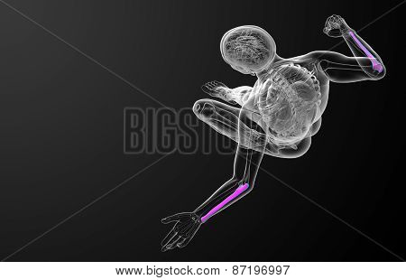 3D Render Medical Illustration Of The Ulna Bone