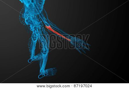 3D Render Medical Illustration Of The Ulna Bone