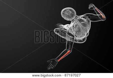3D Render Medical Illustration Of The Ulna Bone