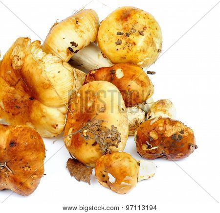 Edible Mushrooms