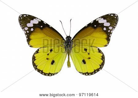 Plain Tiger Butterfly (danaus Chrysippus)