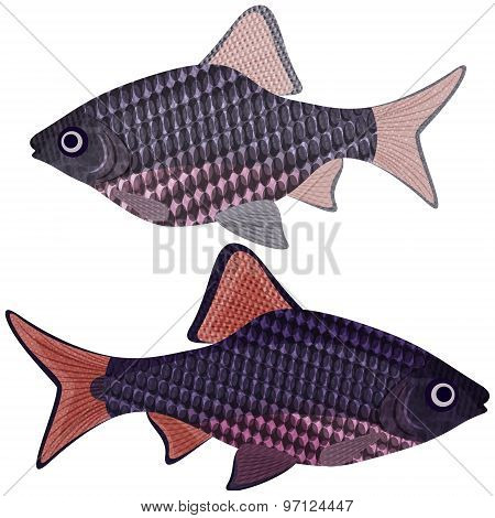 Exotic Aquarium Fish.