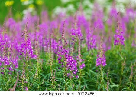 Fireweed (Chamerion angustifolium) flowers in the wild.