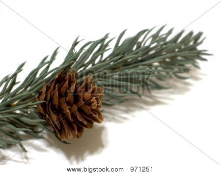 Pinecone på Gran