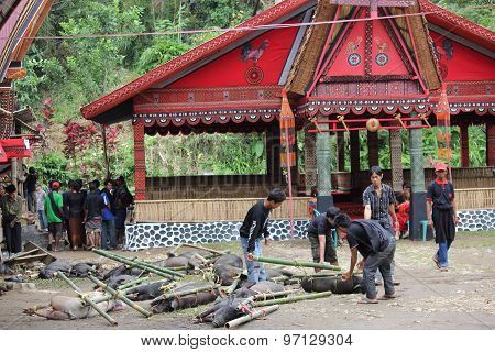 Group Of Torajan Around The Pigs