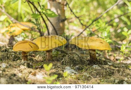 Boletus Mushrooms
