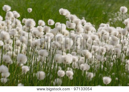 Cotton Grass (erióphorum)