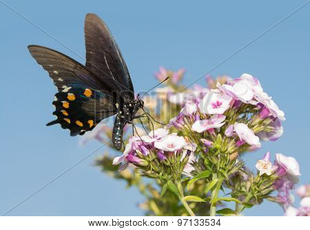 Green Swallowtail butterfly feeding on Phlox flowers against clear blue summer sky