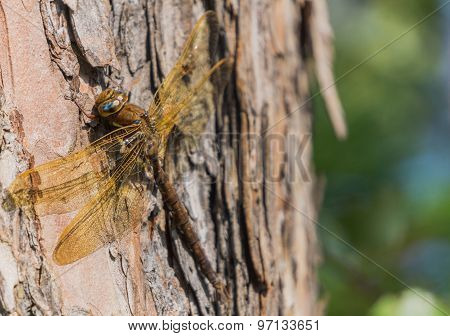 Large Brown Dragonfly