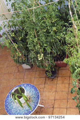 Cultivation of tomatoes on a balcony