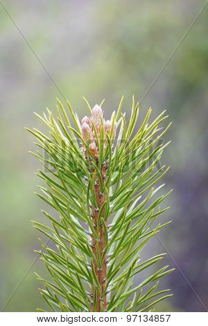 The Tip Of The Pine