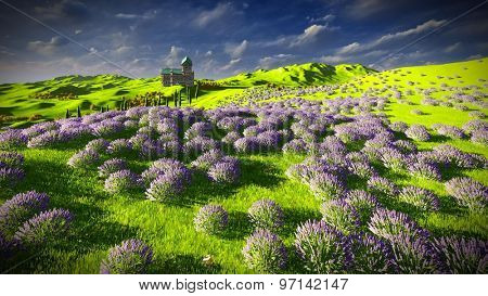 Lavender fields 