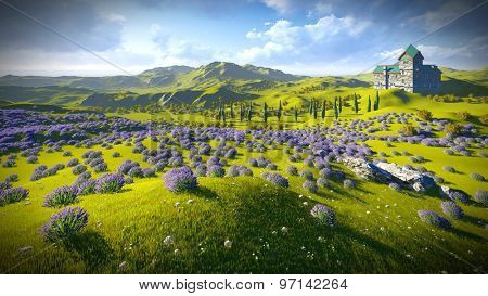 Lavender fields 