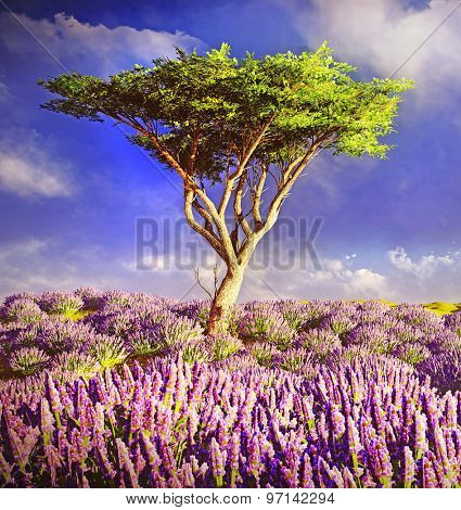 Lavender fields 