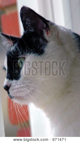 Gatto Stare