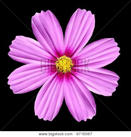 Kukinto pinkki Cosmea Rose. Cosmos kukka eristetty