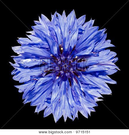 Un Blu fiordaliso fiore - Centaurea Cyanus isolato su sfondo nero